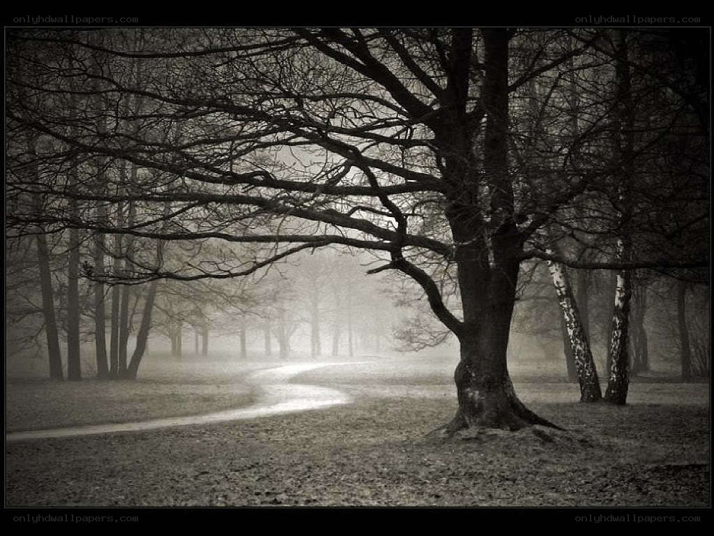Foggy forest path at dawn