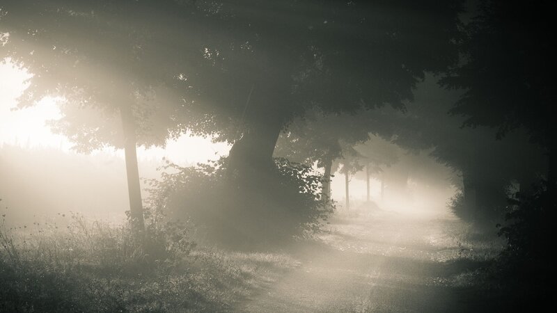 Foggy forest path at dawn