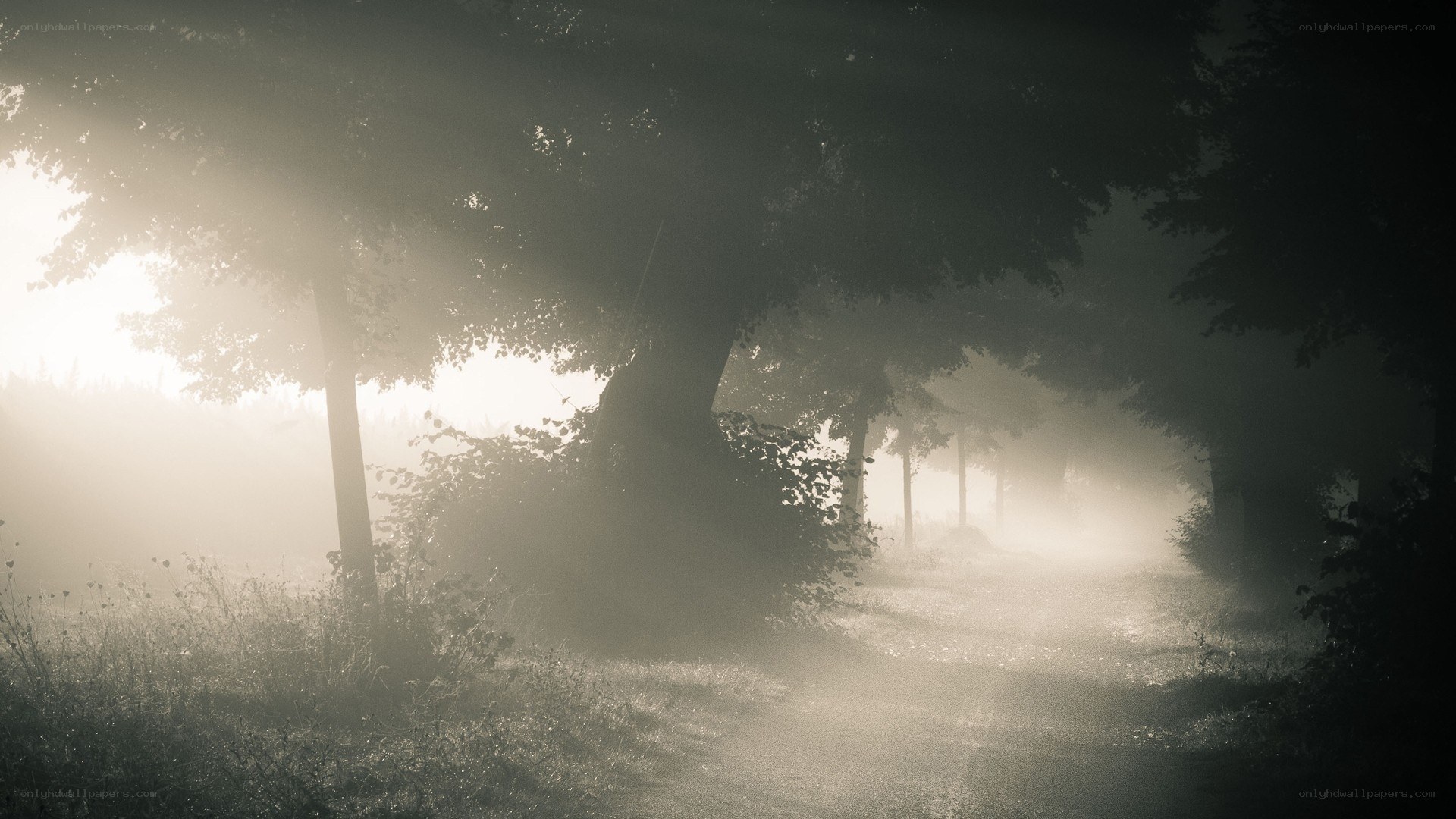Foggy forest path at dawn