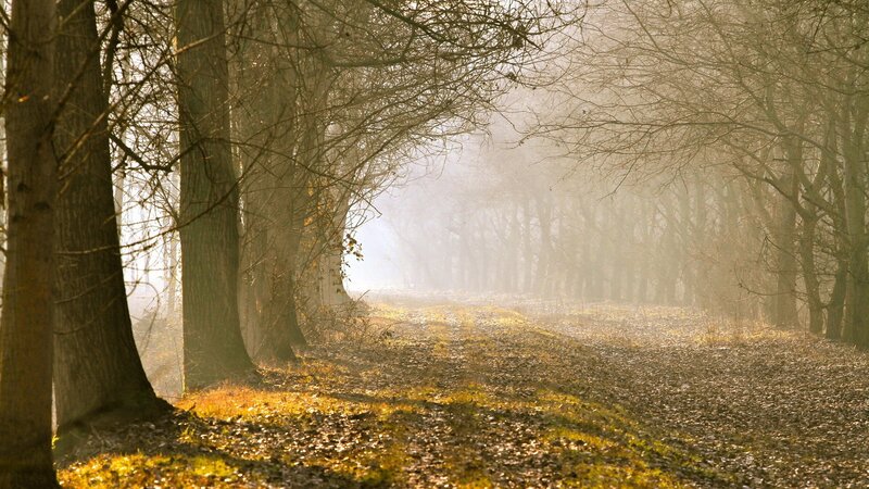 Foggy forest path at dawn