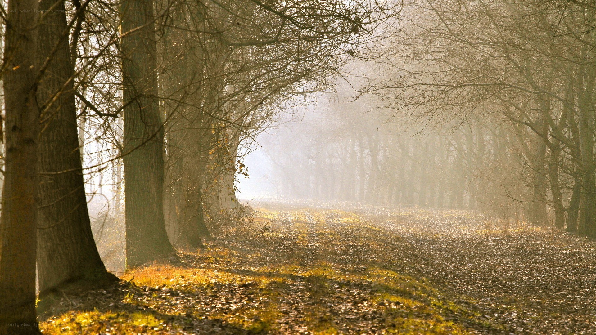 Foggy forest path at dawn
