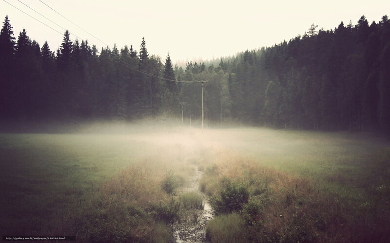 Foggy forest path at dawn