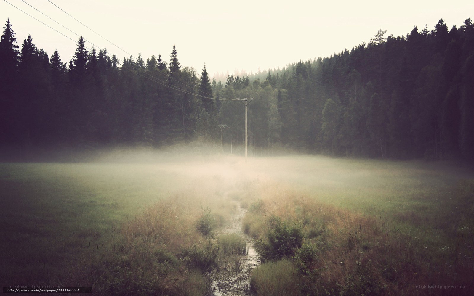 Foggy forest path at dawn