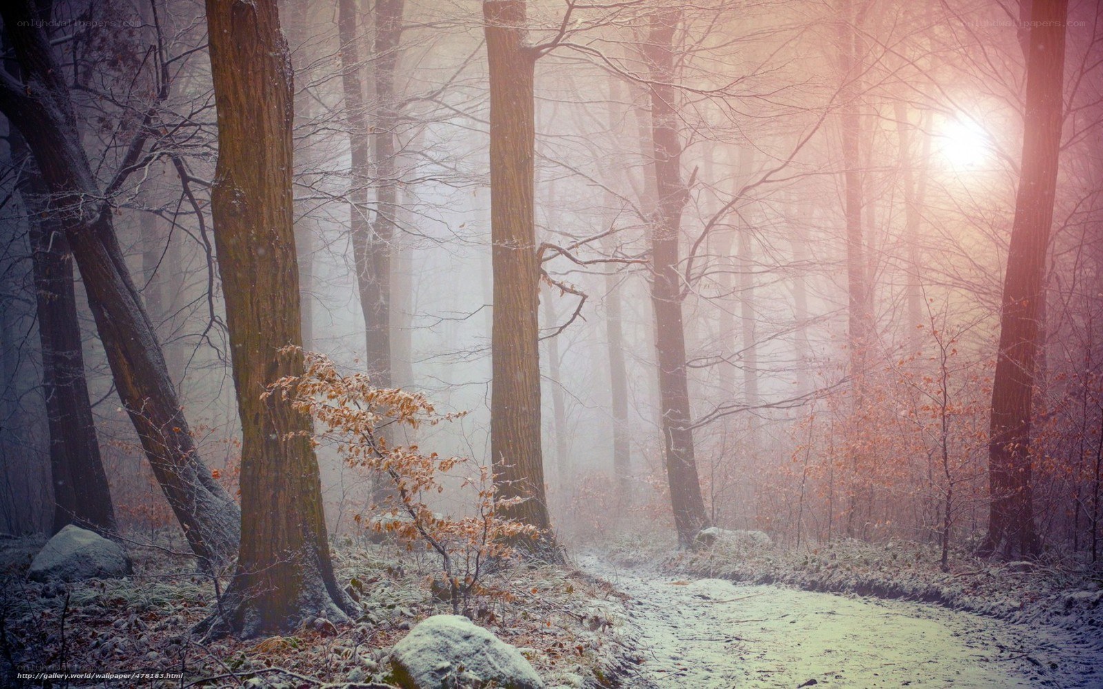 foggy forest path at sunrise
