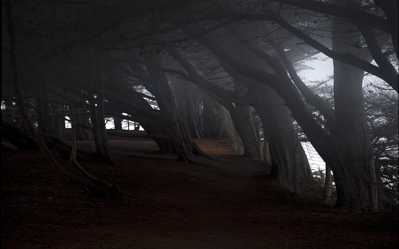 Foggy Forest Path — Black, Dark, Night
