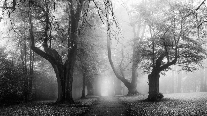Foggy Forest Path — Black, Misty, Morning, Photograph