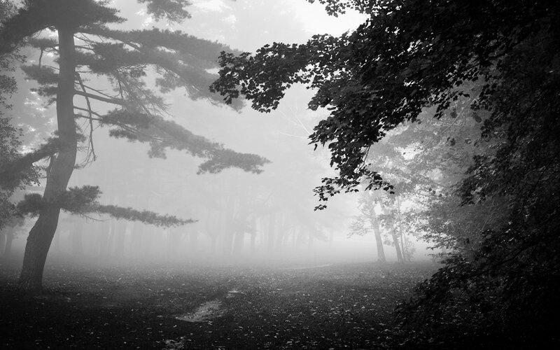 Foggy Forest Path — Black, Misty