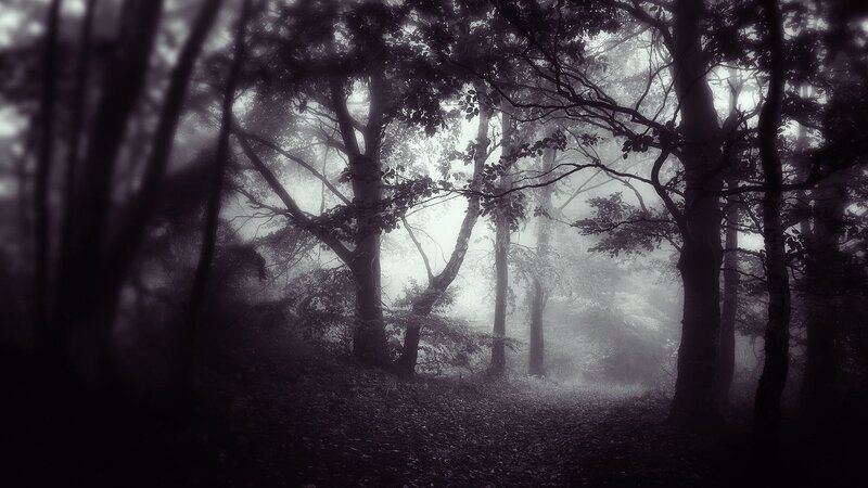 Foggy Forest Path — Black, Mysterious, Night