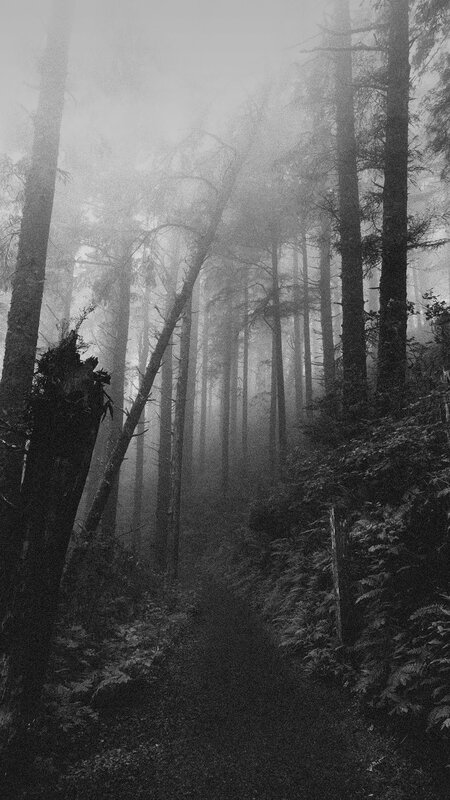 Foggy Forest Path — Black, Mysterious, Photograph