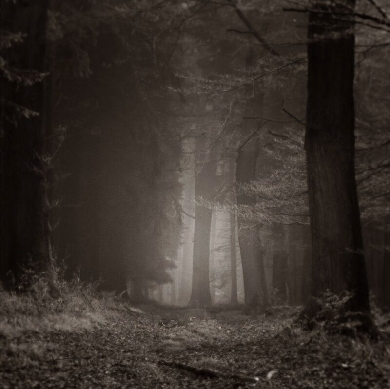 Foggy Forest Path — Black, Mysterious