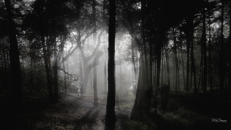 Foggy Forest Path — Black