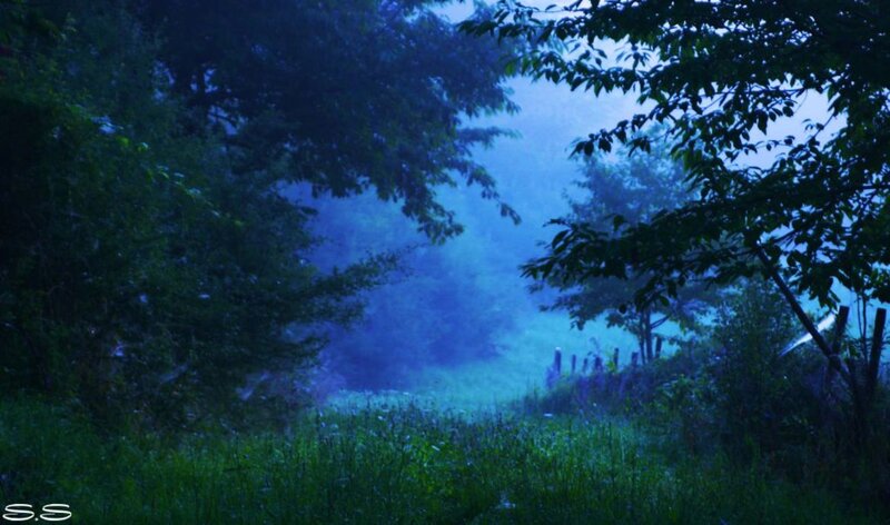 Foggy Forest Path — Blue, Misty