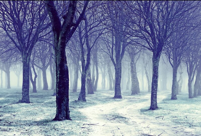 Foggy Forest Path — Blue, Misty, Winter, Photograph