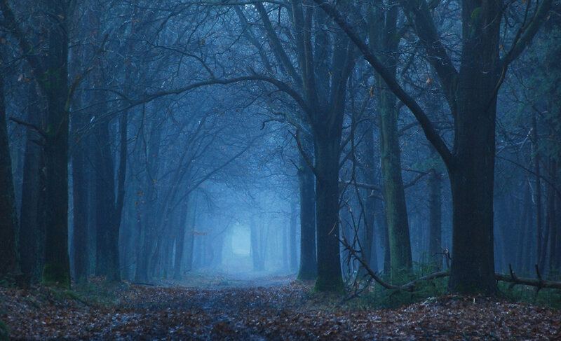 Foggy Forest Path — Blue, Mysterious, Autumn