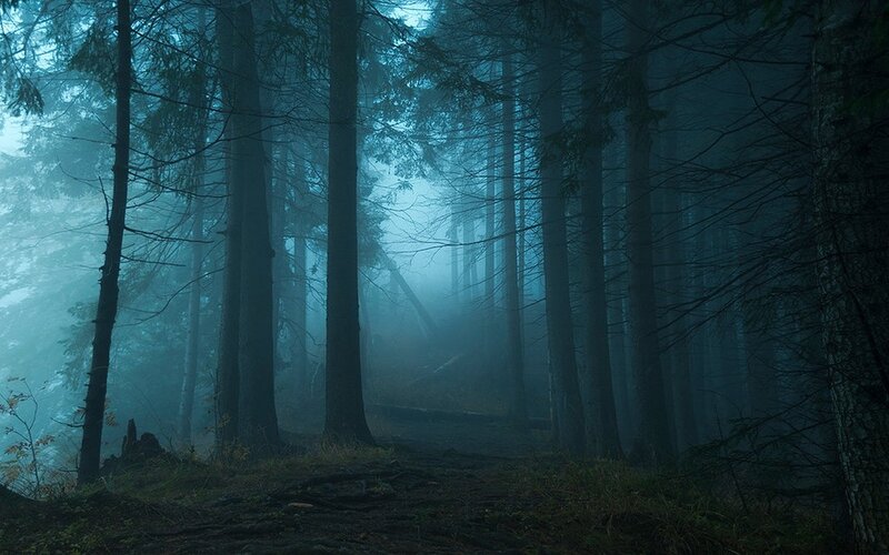 Foggy Forest Path — Blue, Mysterious, Night, Photograph