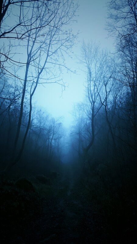 Foggy Forest Path — Blue, Mysterious, Night, Photograph, Trees