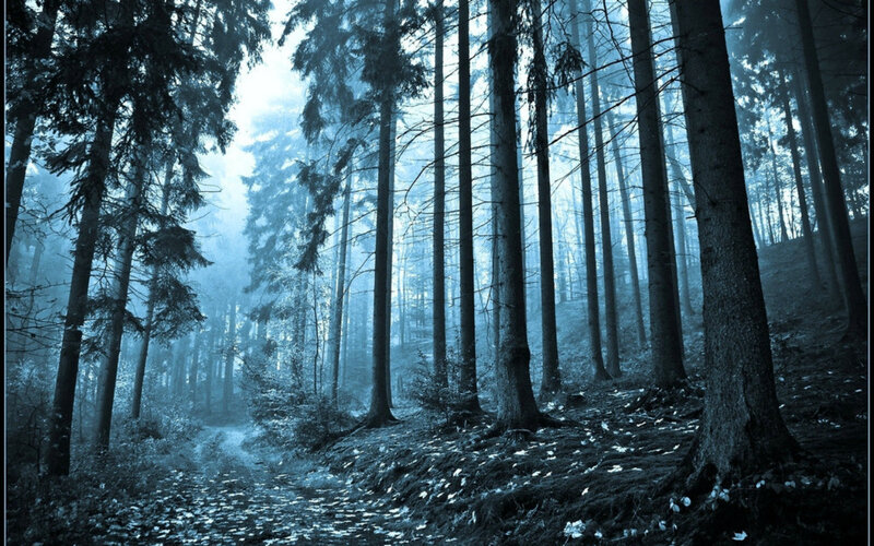 Foggy Forest Path — Blue, Mysterious, Night