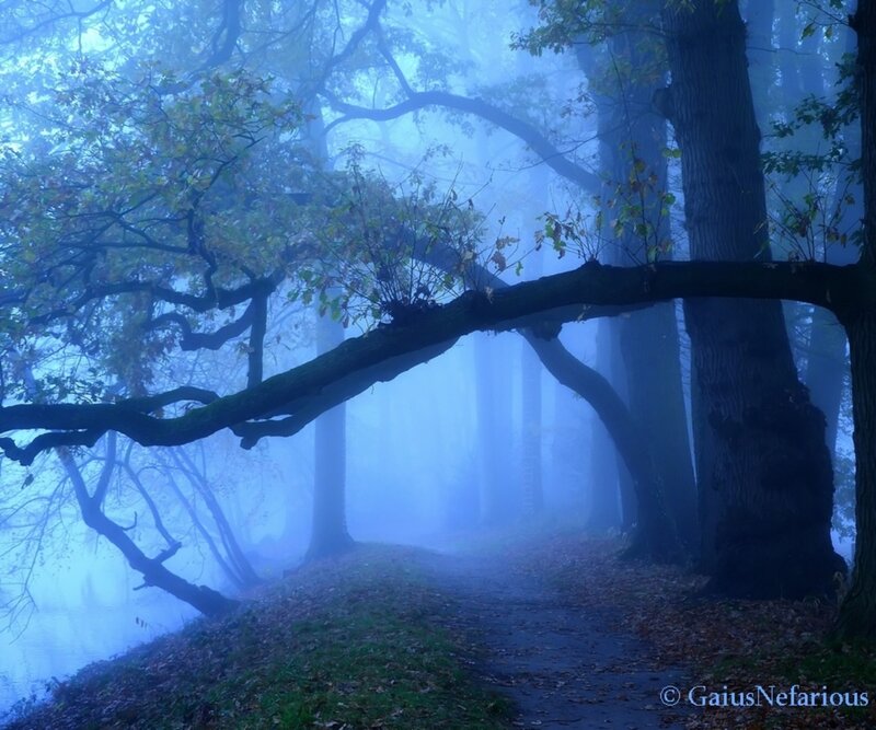 Foggy Forest Path — Blue, Mysterious