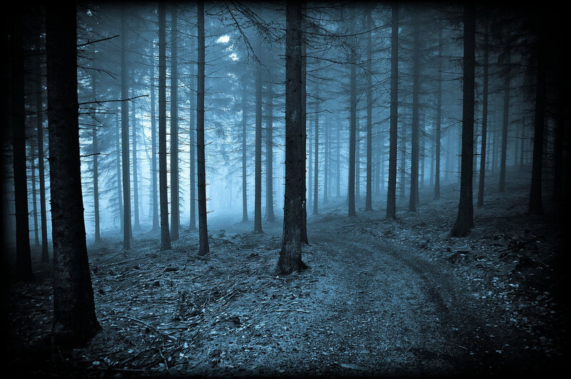 Foggy Forest Path — Blue