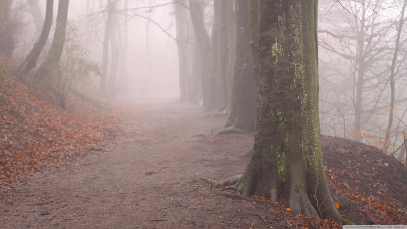 Foggy Forest Path — Brown, Misty, Autumn, Photograph