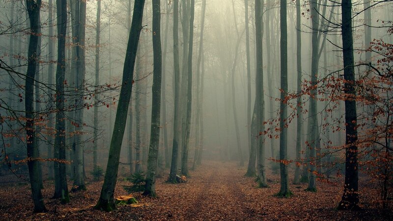 Foggy Forest Path — Brown, Misty, Autumn, Photograph, Trees, Leaves, Fog