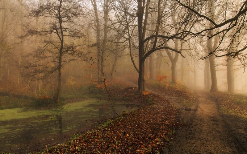 Foggy Forest Path — Brown, Misty, Autumn, Photograph, Trees, Pond