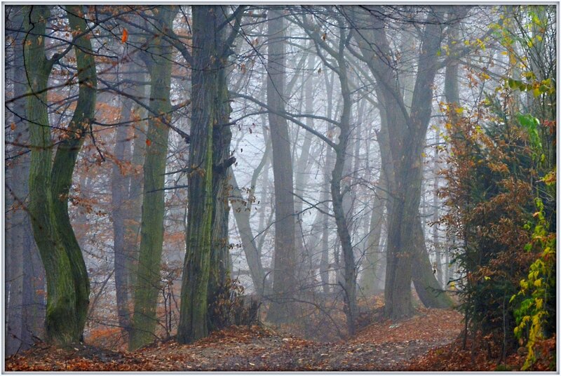 Foggy Forest Path — Brown, Misty, Autumn