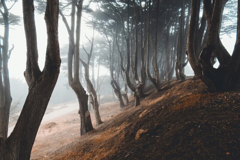 Foggy Forest Path — Brown, Misty, Morning, Photograph