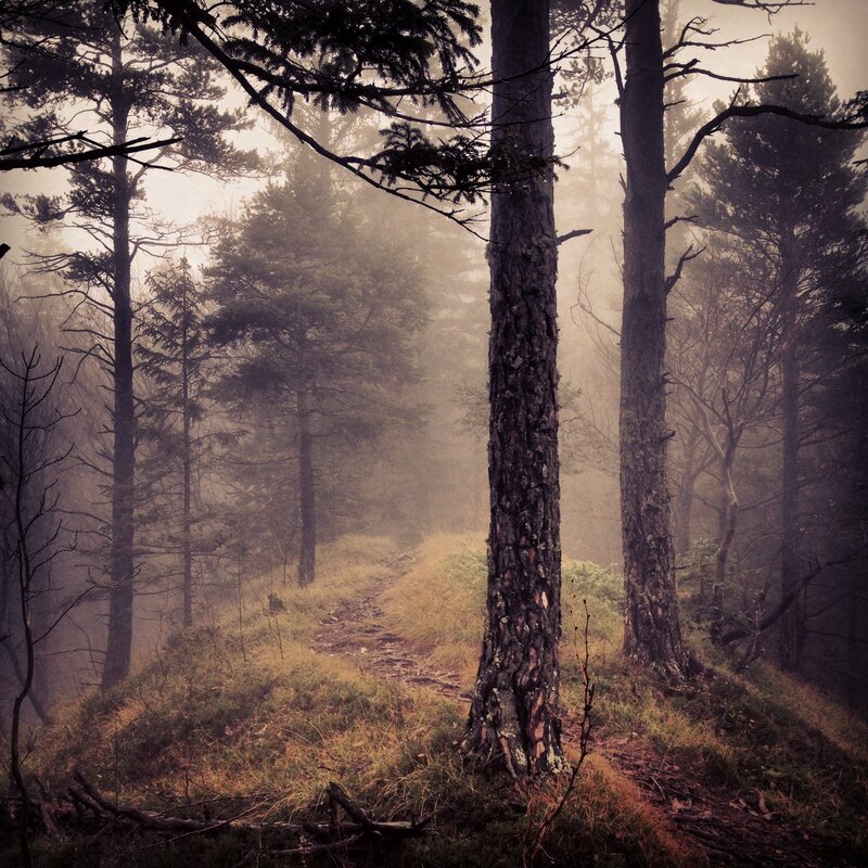 Foggy Forest Path — Brown, Misty, Morning, Photograph, Trees