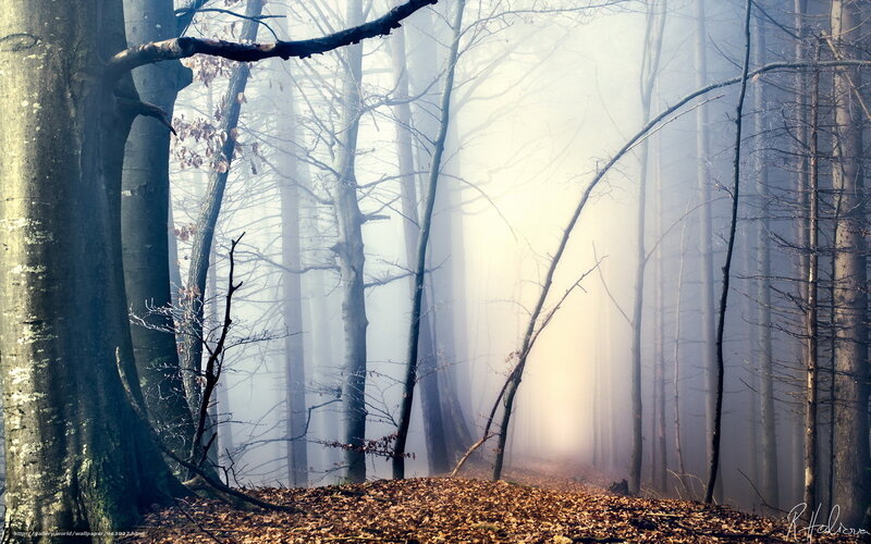 Foggy Forest Path — Brown, Misty, Morning