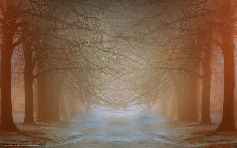 Foggy Forest Path — Brown, Misty, Winter