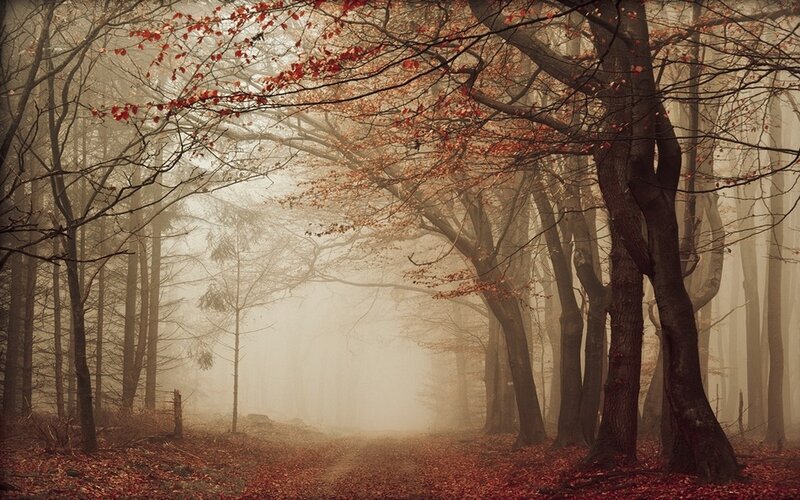 Foggy Forest Path — Brown, Mysterious, Autumn, Photograph