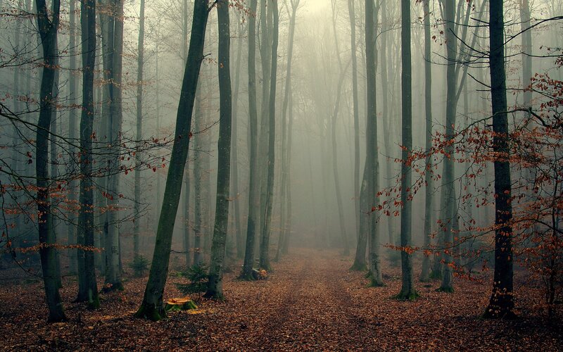 Foggy Forest Path — Brown, Mysterious, Autumn