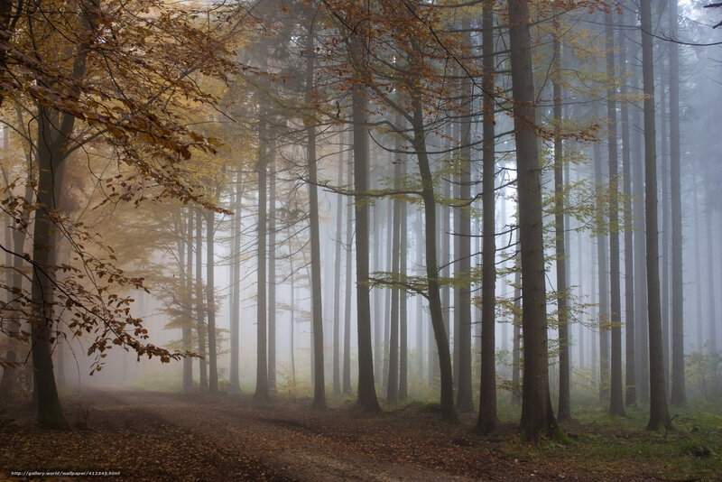 Foggy Forest Path — Brown, Serene