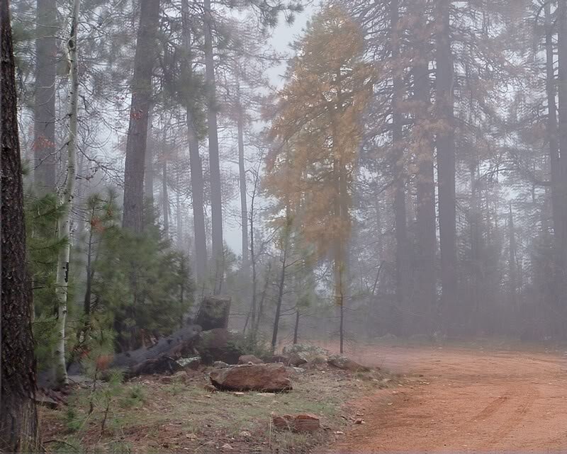Foggy Forest Path — Brown
