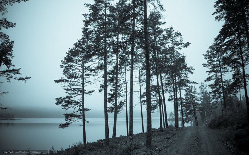 Foggy forest path by lake