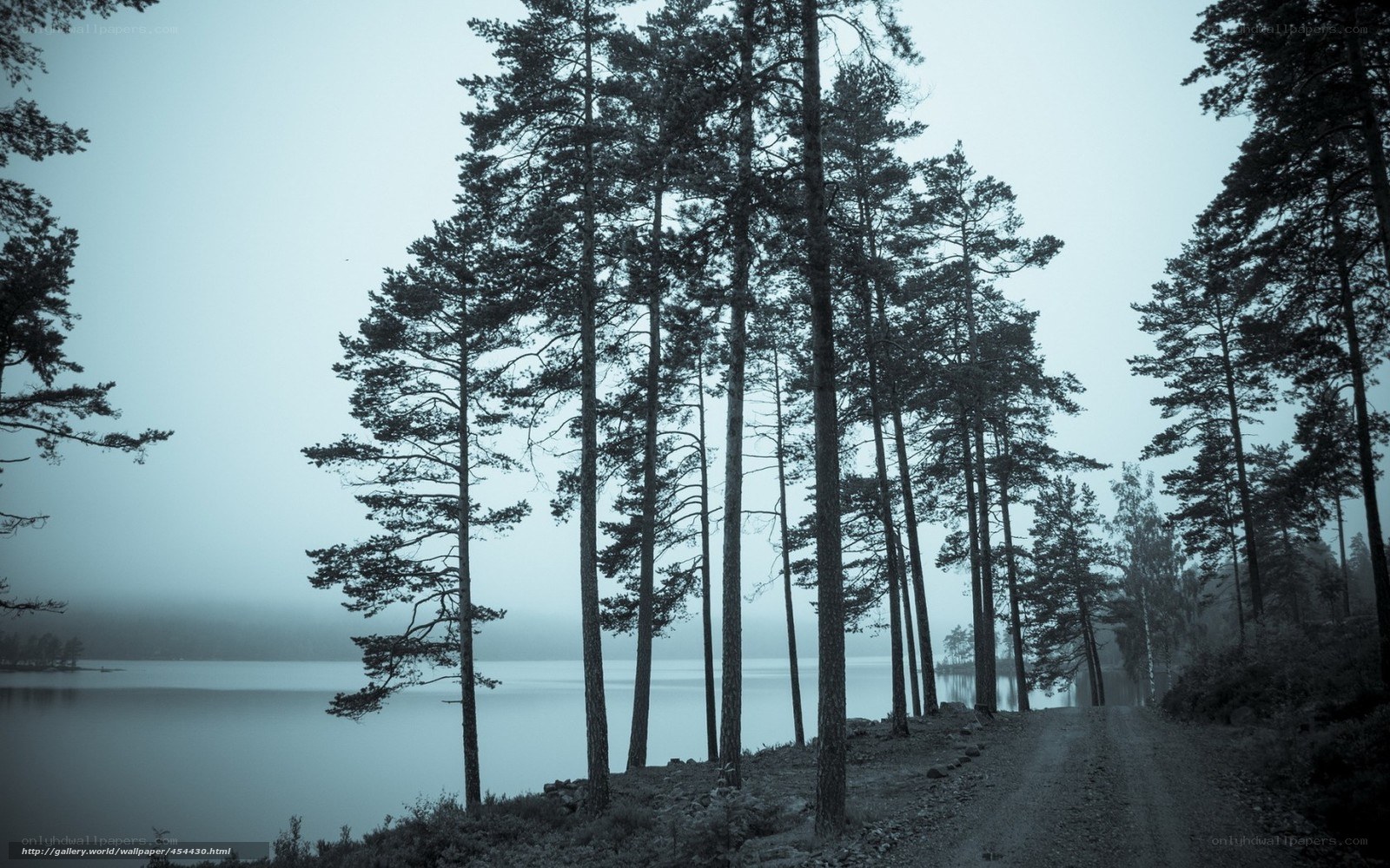 Foggy forest path by lake