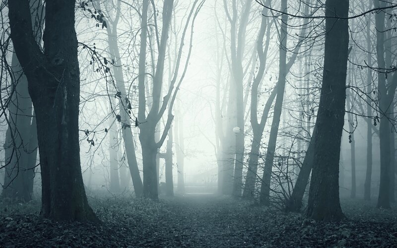 Foggy Forest Path — Gray, Eerie