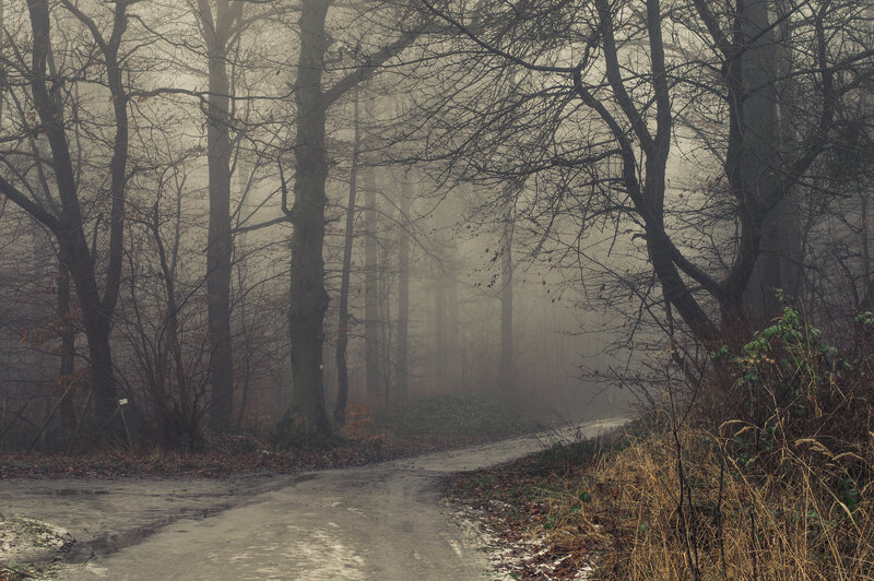 Foggy Forest Path — Gray, Misty, Autumn