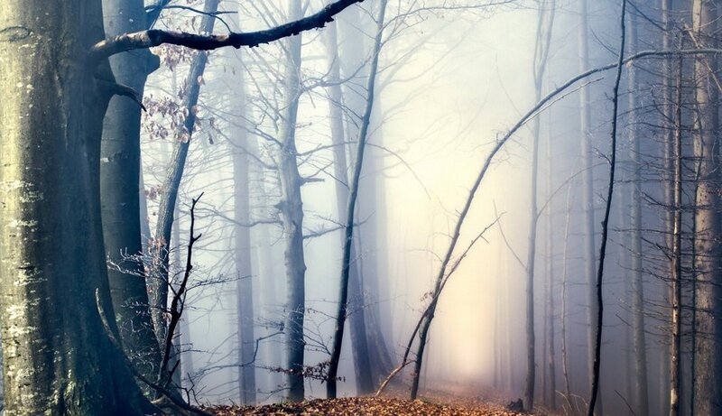 Foggy Forest Path — Gray, Misty, Morning, Photograph