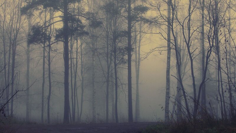 Foggy Forest Path — Gray, Misty, Morning, Photograph, Trees, Fog
