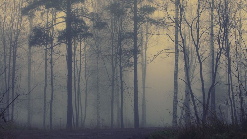 Foggy Forest Path — Gray, Misty, Morning, Photograph, Trees, Fog, Yellow