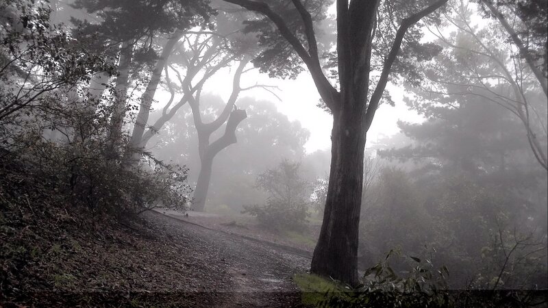 Foggy Forest Path — Gray, Misty, Morning, Photograph, Trees