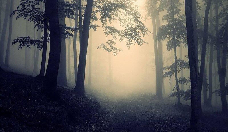Foggy Forest Path — Gray, Misty, Morning