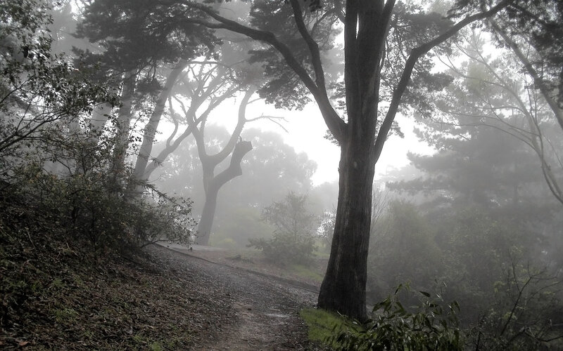 Foggy Forest Path — Gray, Morning