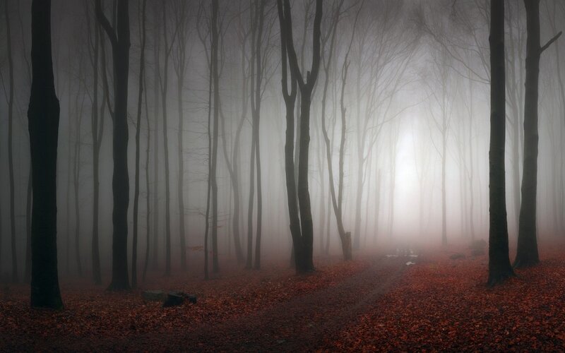 Foggy Forest Path — Gray, Mysterious, Autumn, Photograph