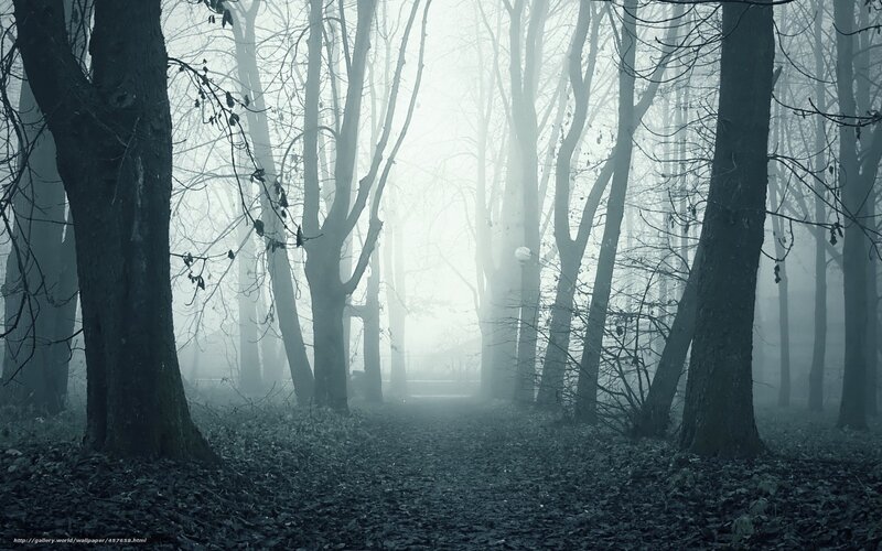 Foggy Forest Path — Gray, Mysterious, Autumn