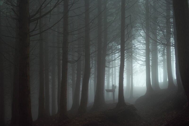 Foggy Forest Path — Gray, Mysterious, Morning, Photograph