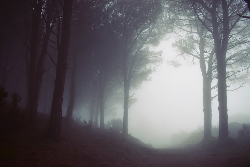 Foggy Forest Path — Gray, Mysterious, Morning, Photograph, Trees
