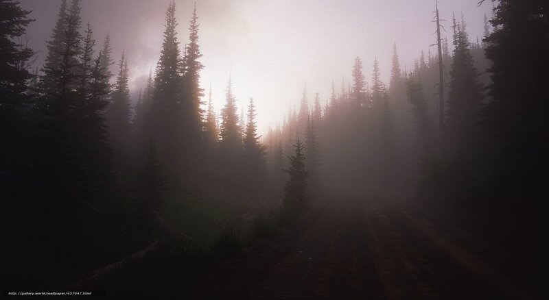 Foggy Forest Path — Gray, Mysterious, Morning